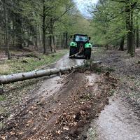 Bäume holen